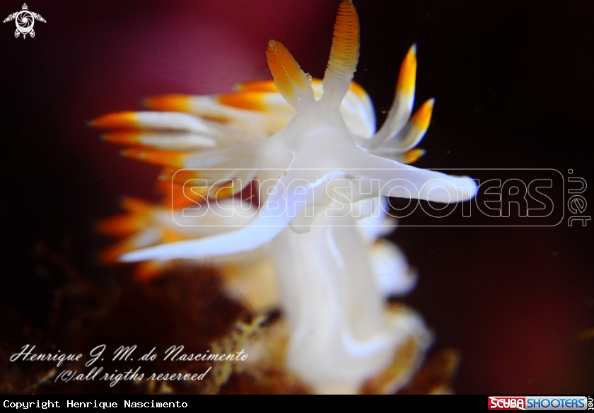 A Nudi
