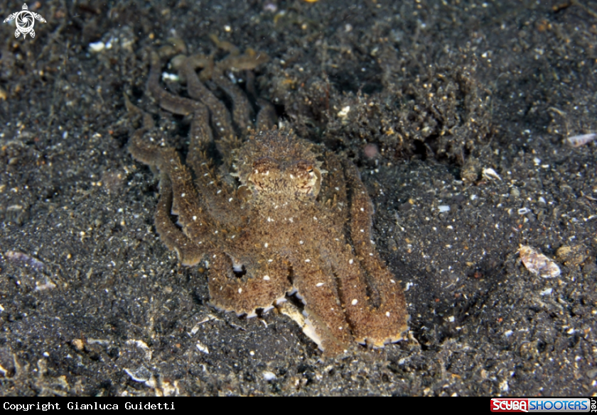 A underwater creature