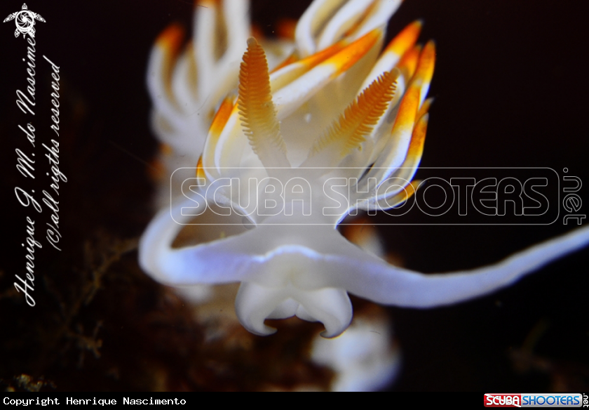A Nudi
