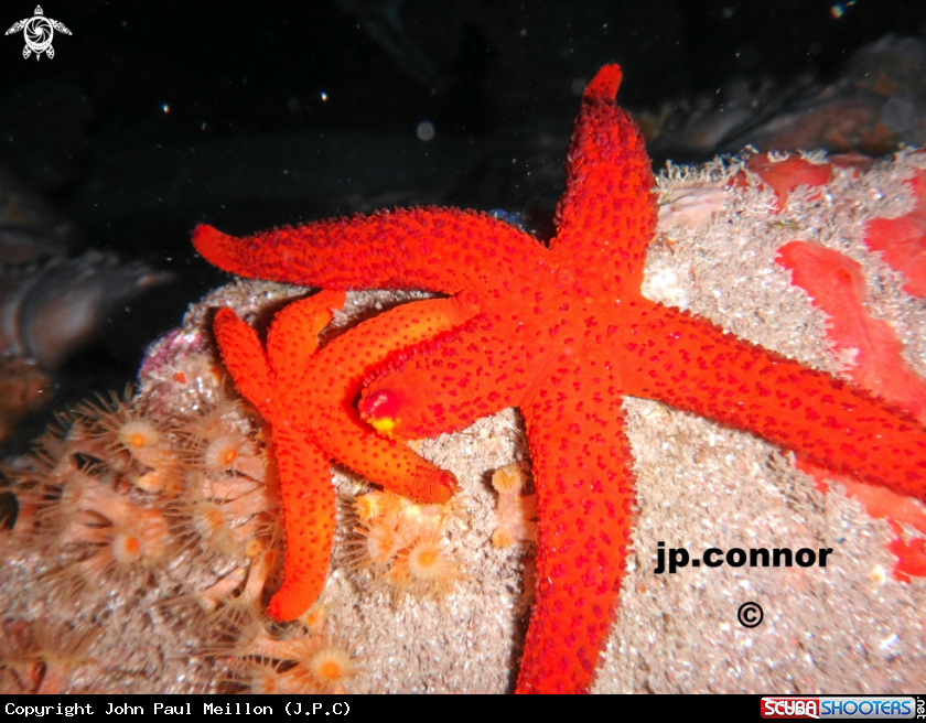 A Etoile de mer rouge