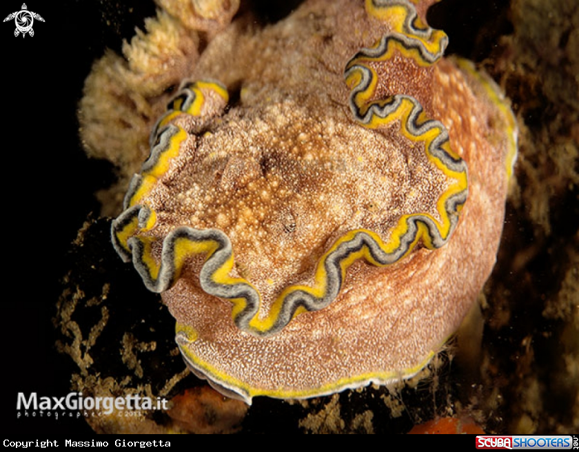 A glossodoris cincta