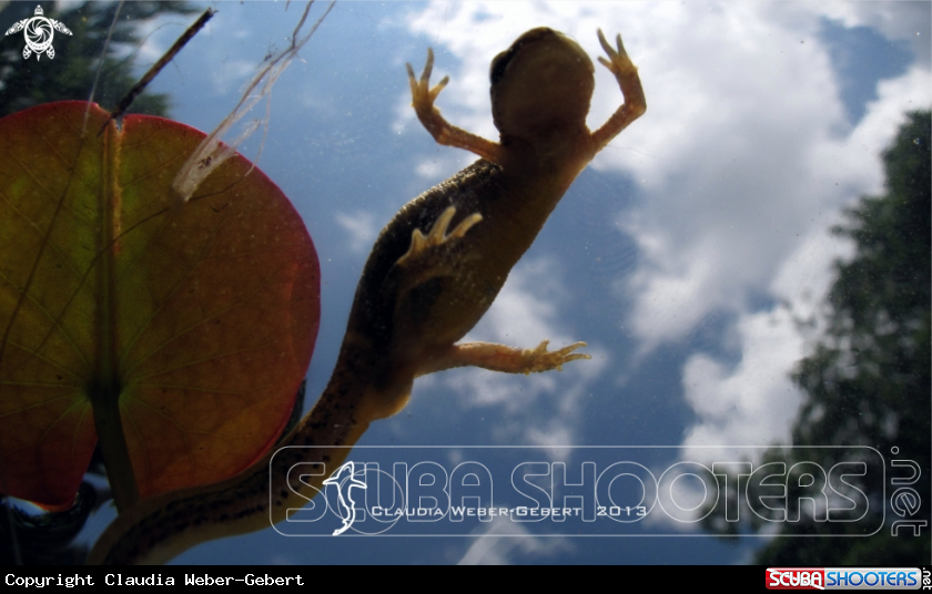 A newt