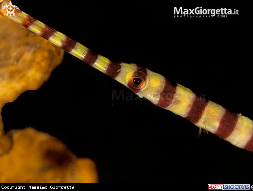 A Banded Pipefish, Doryrhamphus dactyliophorus