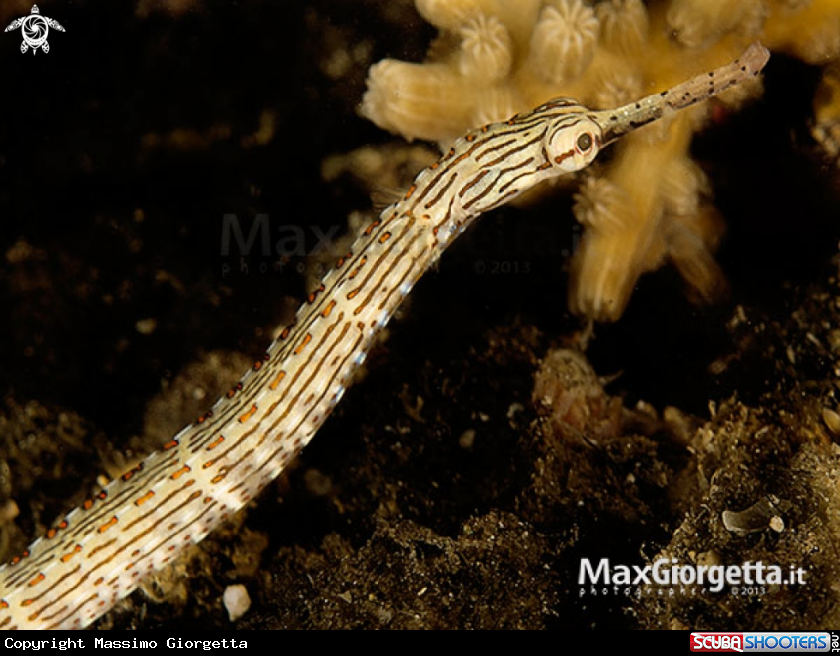 A Banded Messmate Pipefish - Corythoichthys intestinalis