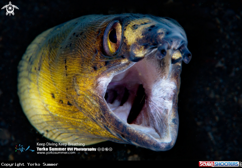 A Blacksaddle Snake Eel