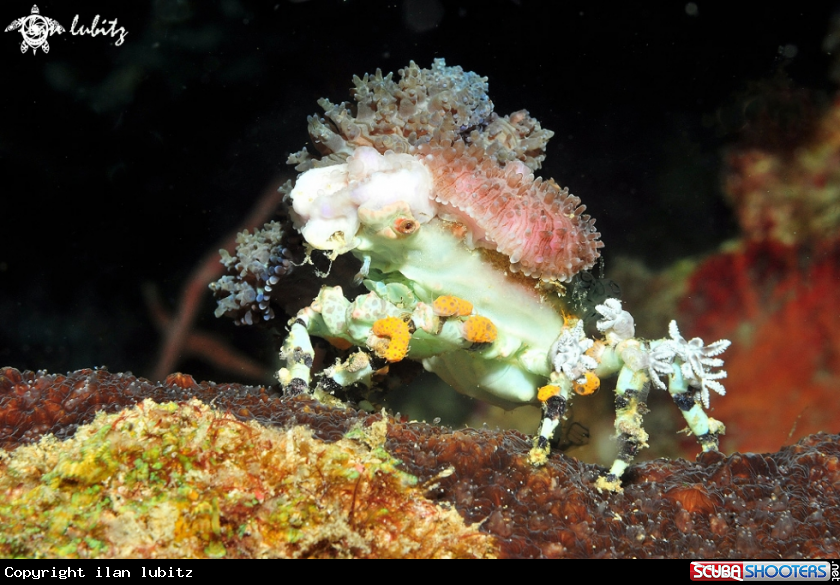 A Decorator crab