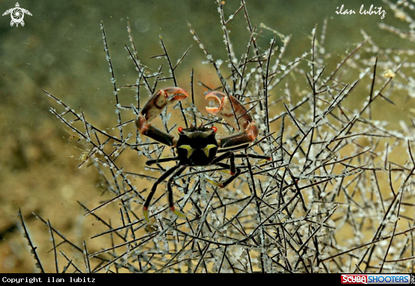A Crab