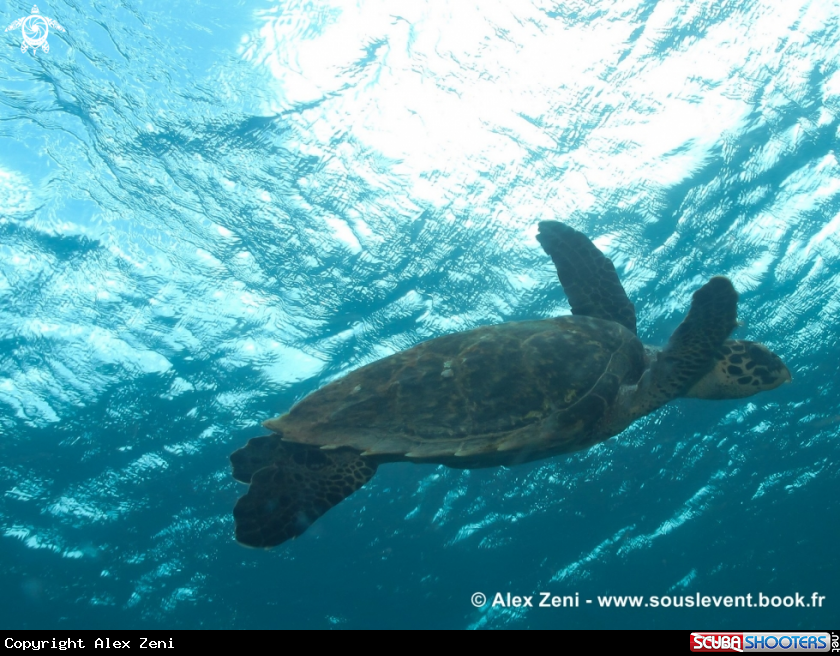 A Hawksbill turtle