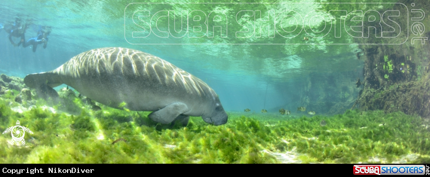 A Manatee