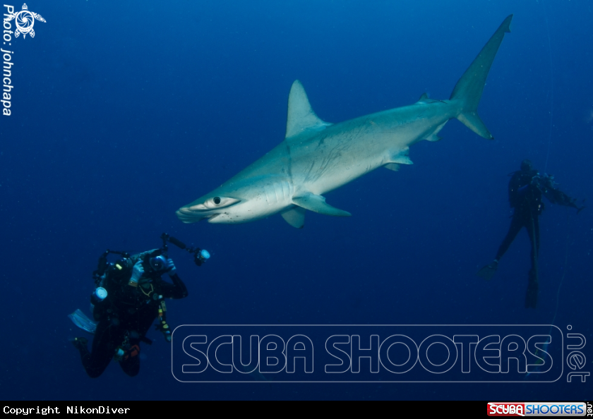 A Hammerhead