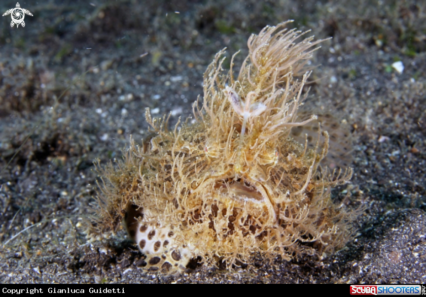 A underwater creature