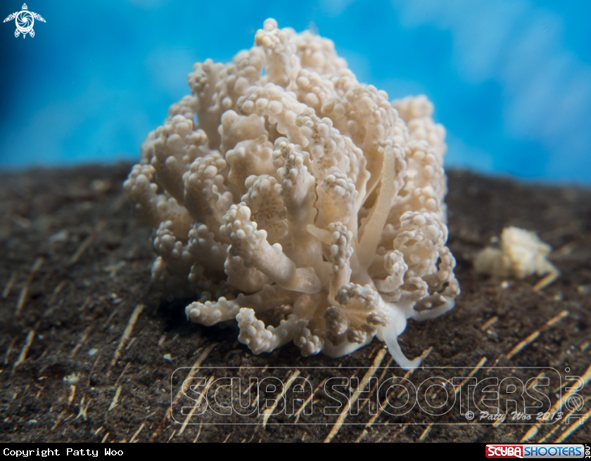 A Phyllodesmium tuberculatum
