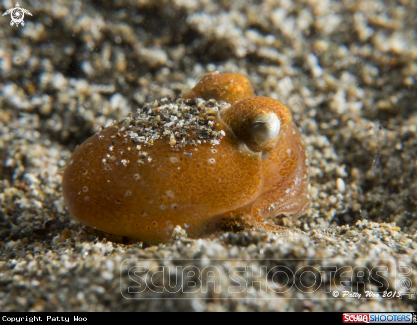 A Bobtail squid