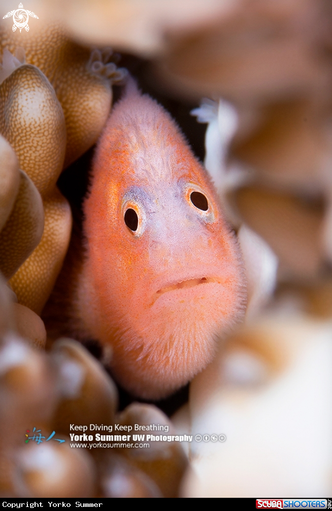 A Coralgoby