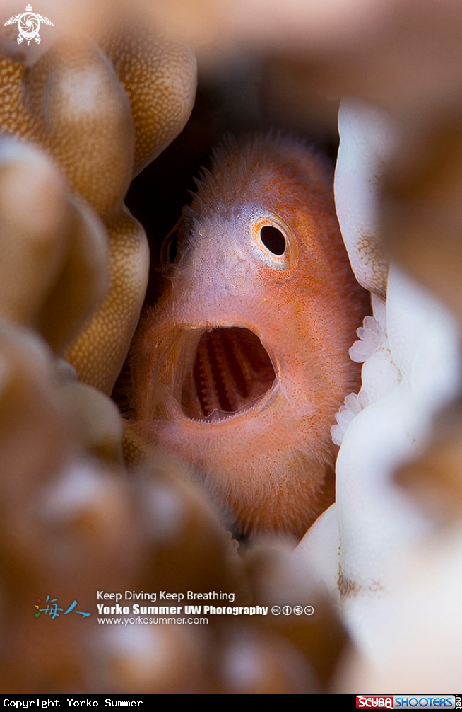 A Coralgoby