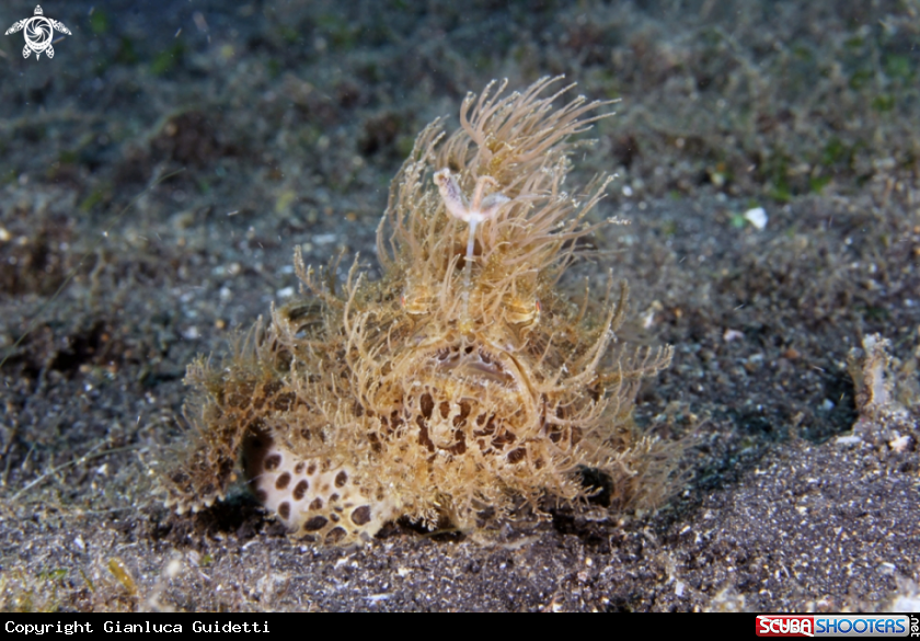 A underwater creature