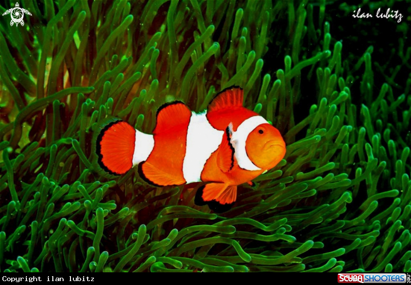 A clown anemone fish