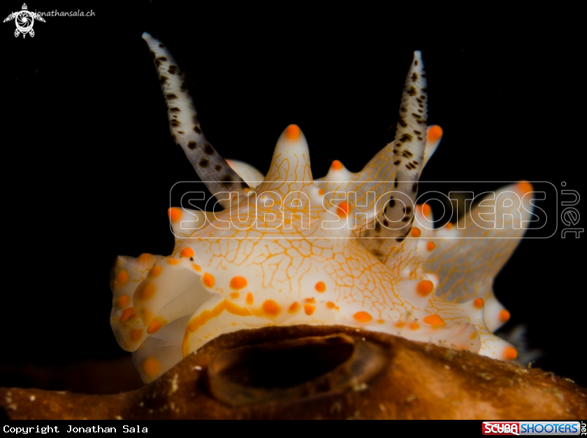 A Helgarda Batagans