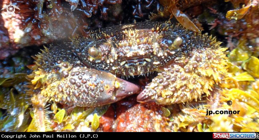 A Crabe