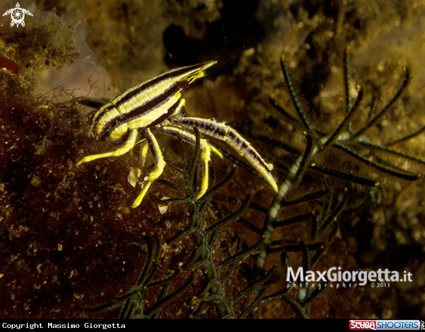 A Squat lobster
