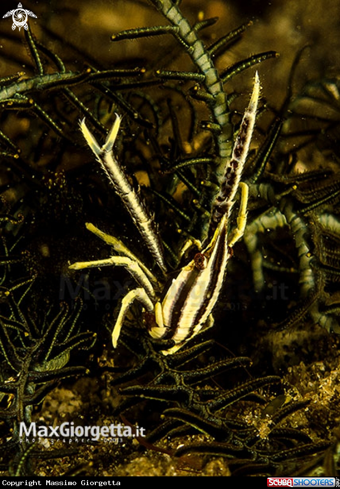 A squat lobster
