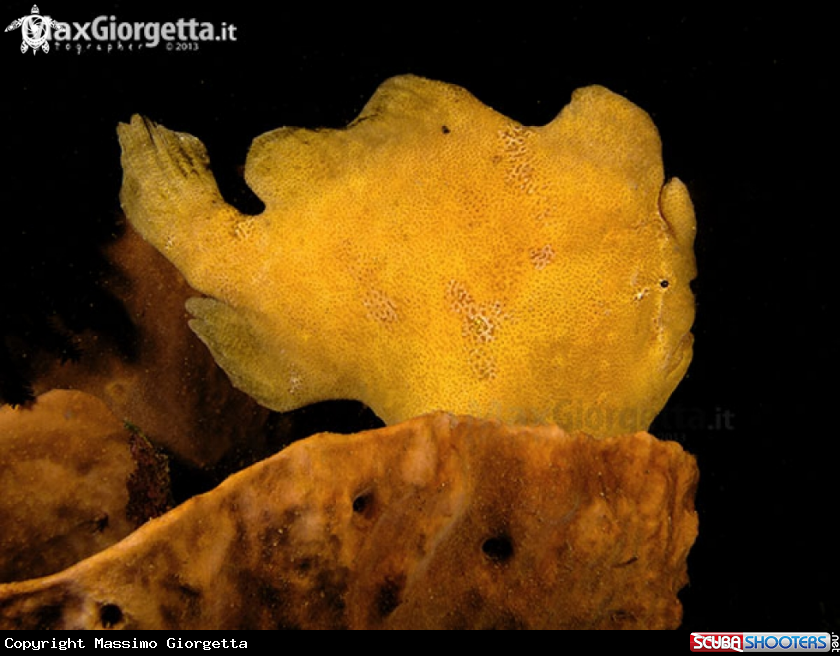 A yellow frog fish