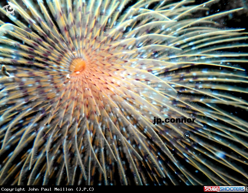 A Spirographe