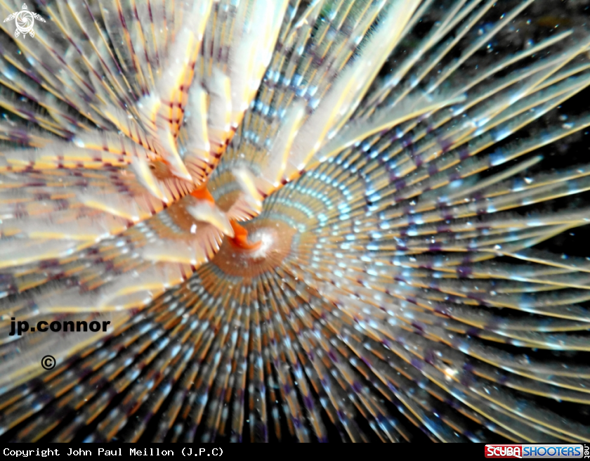 A Spirographe