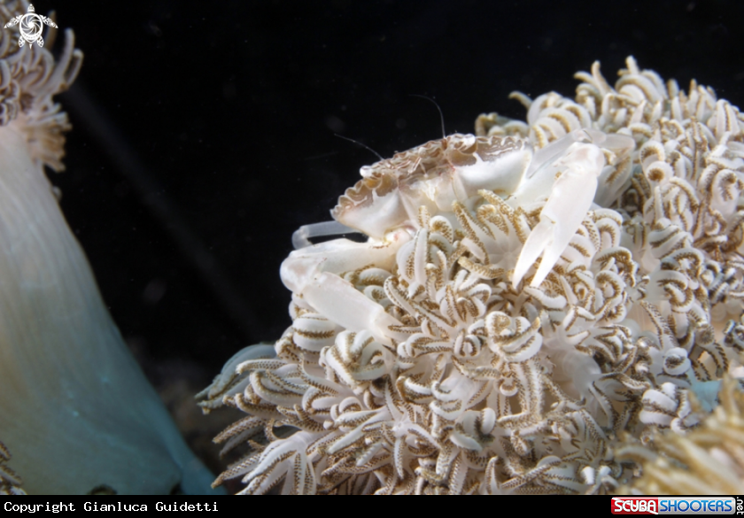 A underwater creature