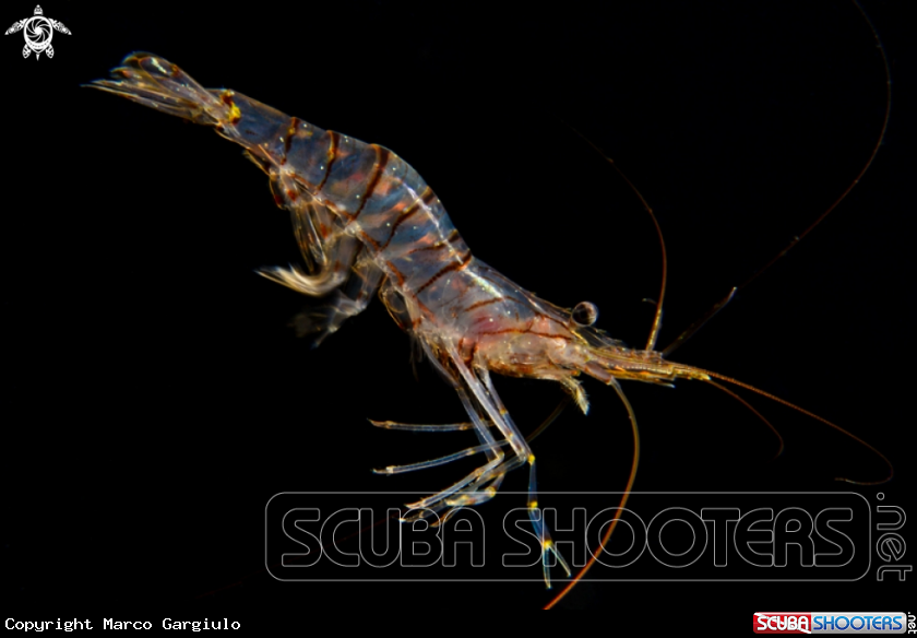 A Palaemon serratus