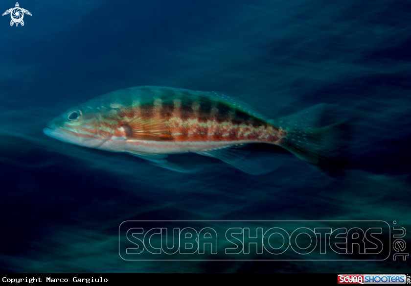 A Serranus cabrilla