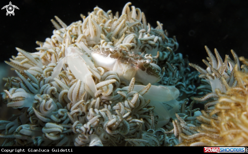 A underwater creature
