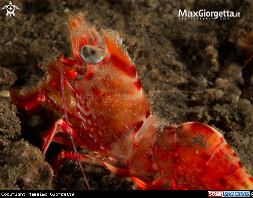 A red shrimp