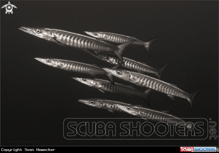 A barracuda