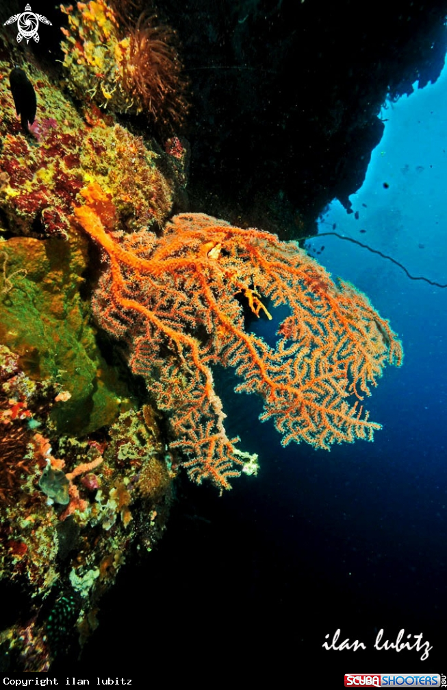 A Gorgonian
