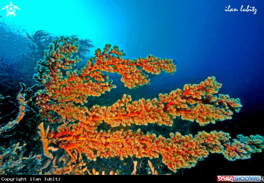 A soft corals