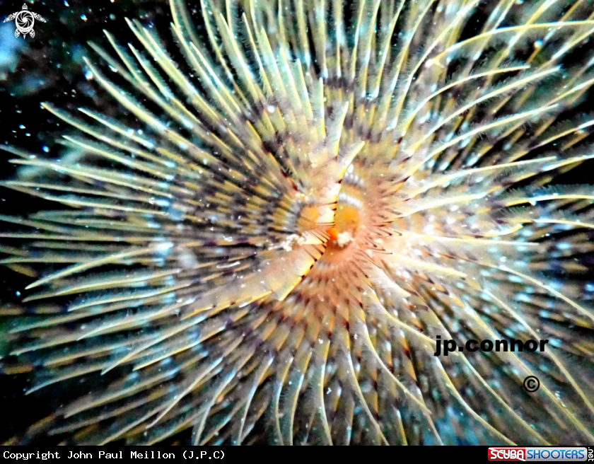 A Spirographe
