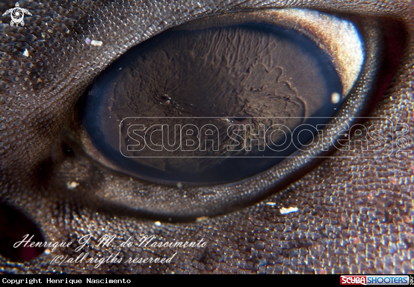 A Shark - Tubarão