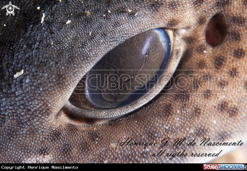 A Shark - Tubarão