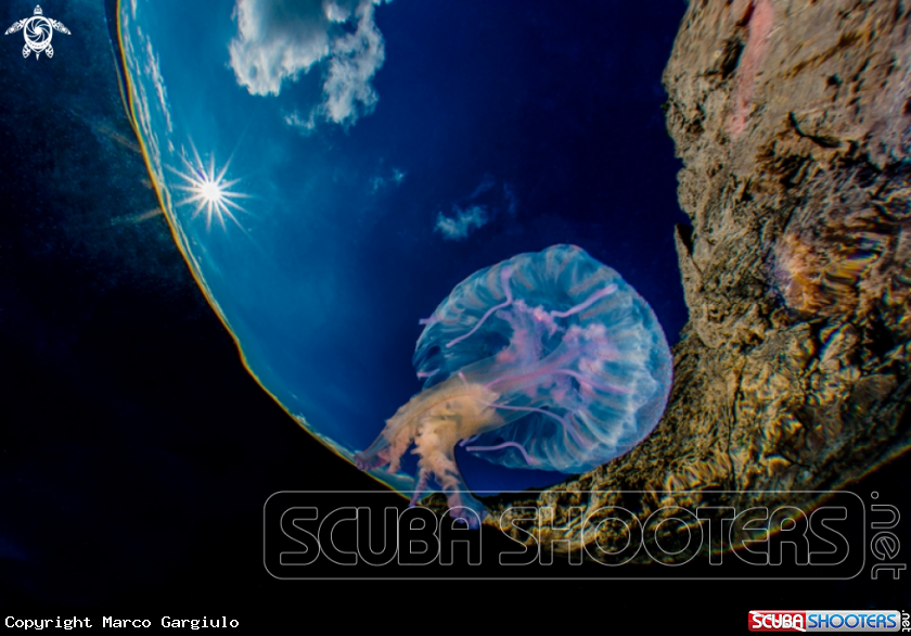 A Pelagia noctiluca