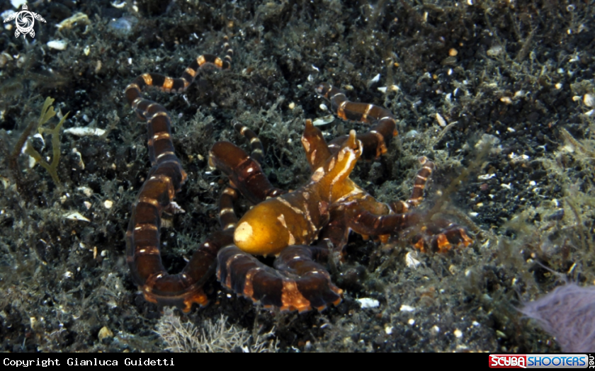 A underwater creature