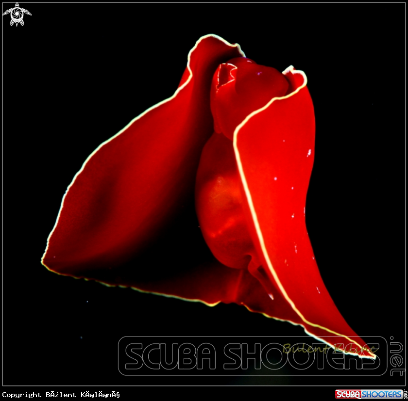A Spanish Dancer