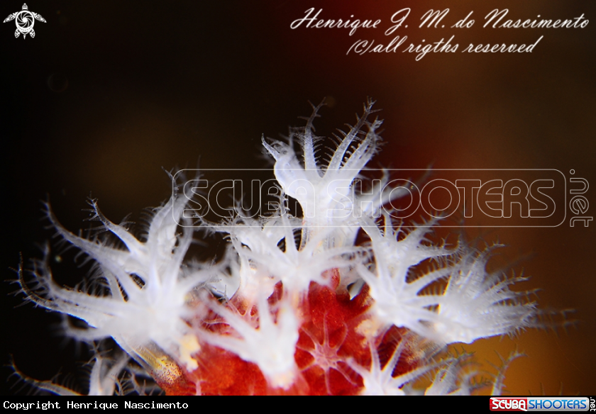 A Alcyonium glomeratum