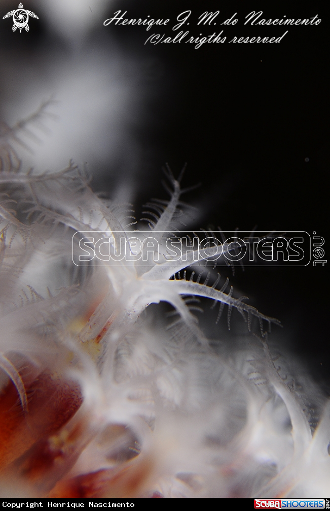 A Alcyonium glomeratum
