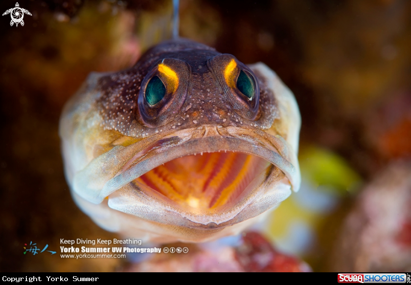 A Yellowbarred Jawfish