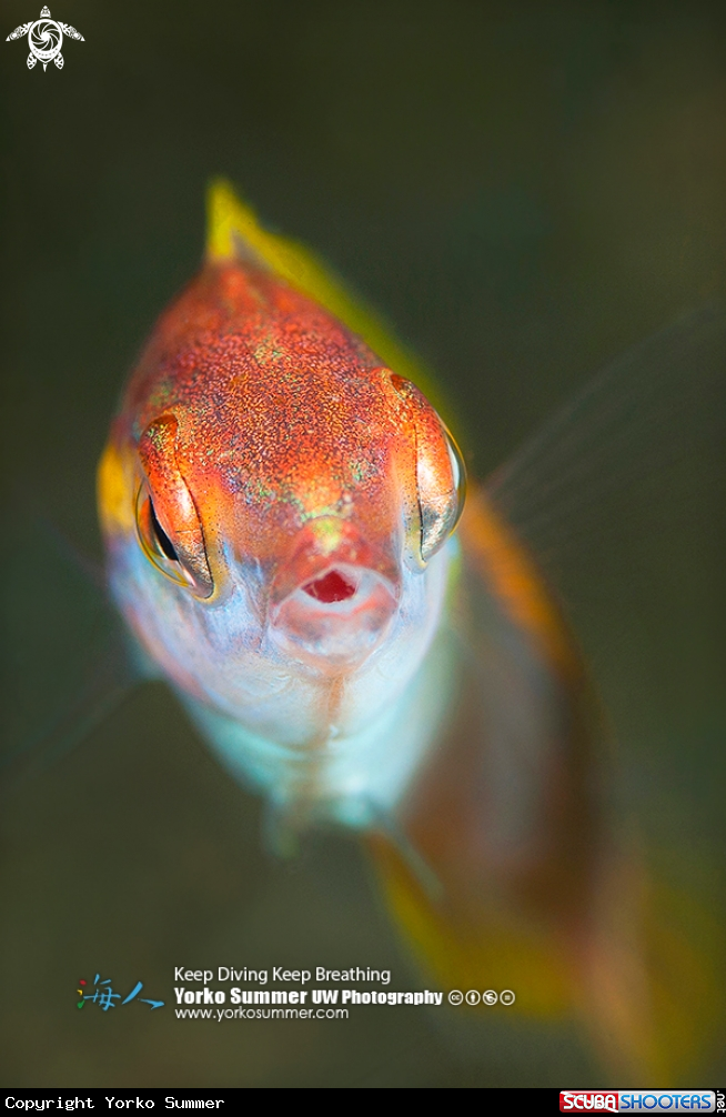 A Pencil Wrasse Female