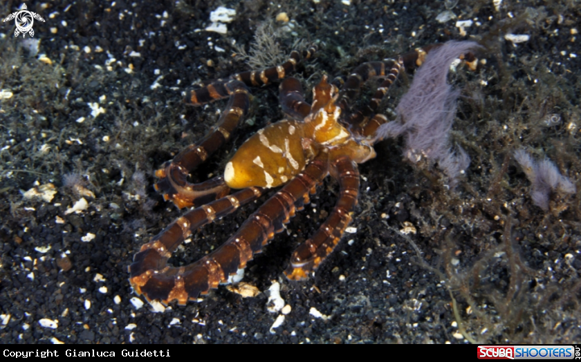 A underwater creature