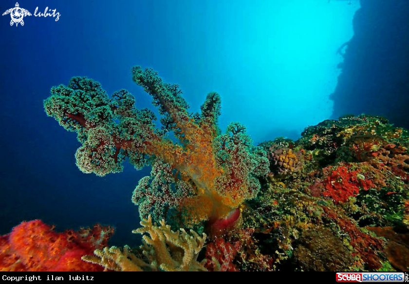 A soft corals