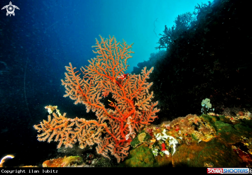 A soft corals