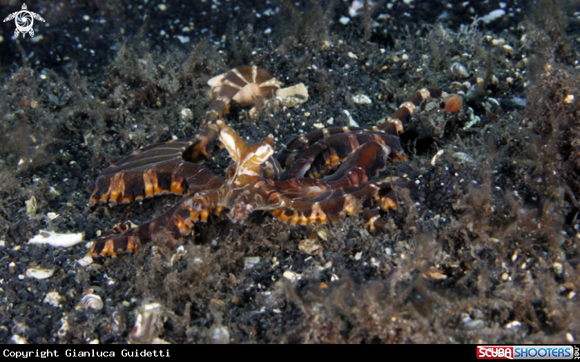 A underwater creature